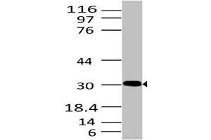 Image no. 1 for anti-High Mobility Group Box 1 (HMGB1) (AA 1-200) antibody (ABIN5027246) (HMGB1 Antikörper  (AA 1-200))