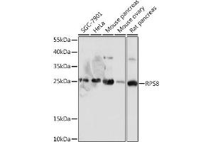 Western blot analysis of extracts of various cell lines, using RPS8 antibody (ABIN7270041) at 1:1000 dilution. (RPS8 Antikörper)