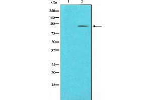 Western blot analysis on COLO205 cell lysate using PCAF Antibody.