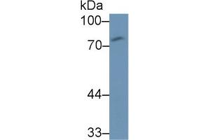 Detection of CD97 in Human U87MG cell lysate using Monoclonal Antibody to Cluster Of Differentiation 97 (CD97)