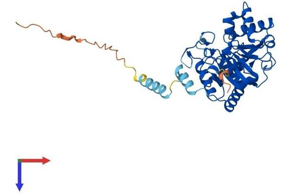 ST8SIA1 Protein (AA 1-356) (His tag)