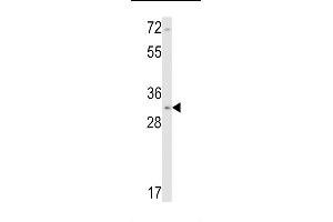 Western blot analysis of Calponin-1 Antibody (N-term) (ABIN390766 and ABIN2841024) in NCI- cell line lysates (35 μg/lane). (CNN1 Antikörper  (N-Term))