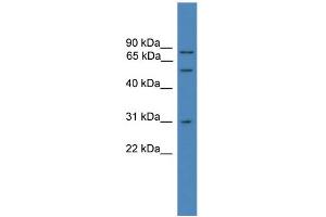 Western Blotting (WB) image for anti-Valosin Containing Protein (VCP) (C-Term) antibody (ABIN2788042)