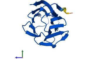 Protein Structure (PS) image for Lectin, Galactoside-Binding, Soluble, 2 (LGALS2) (AA 1-130) protein (His tag) (ABIN7560584)