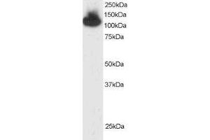 ABIN184913 (2 µg/mL) staining of HepG2 lysate (35 µg protein in RIPA buffer). (KAP1 Antikörper  (C-Term))