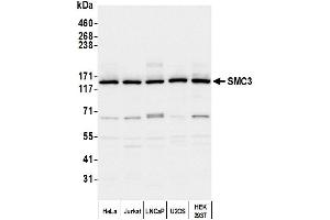 Western Blotting (WB) image for anti-Structural Maintenance of Chromosomes 3 (SMC3) (C-Term) antibody (ABIN7453572) (SMC3 Antikörper  (C-Term))