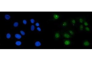 IF analysis of RAE1 using anti-RAE1 antibody (ABIN7602428). (RAE1 Antikörper  (AA 76-368))