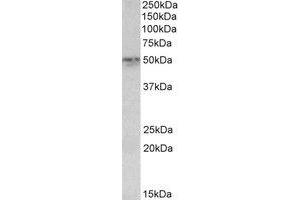 Western Blotting (WB) image for anti-Synaptotagmin II (SYT2) (AA 406-419) antibody (ABIN793258) (SYT2 Antikörper  (AA 406-419))