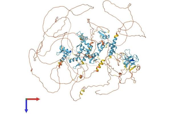 PRDM16 Protein (AA 1-1275) (His tag)