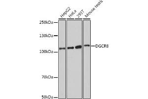 Western blot analysis of extracts of various cell lines, using DGCR8 antibody (ABIN7266761) at 1:1000 dilution. (DGCR8 Antikörper)