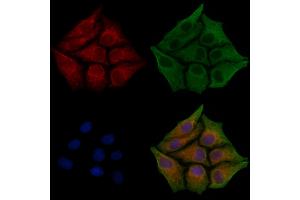 ABIN6261746 and ABIN6268882 staining HepG2 cells(30 min of 4uM Forskolin treatment) by IF/ICC.