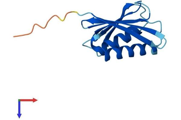PSMG4 Protein (AA 1-123) (His tag)