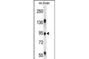 RASAL1 Antibody (Center) (ABIN656393 and ABIN2845688) western blot analysis in mouse liver tissue lysates (35 μg/lane).