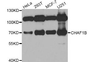 Western blot analysis of extracts of various cell lines, using CHAF1B antibody. (CHAF1B Antikörper)