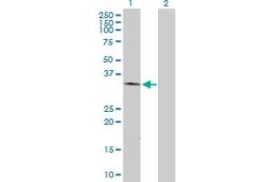 Western Blot analysis of FOXL1 expression in transfected 293T cell line by FOXL1 MaxPab polyclonal antibody. (FOXL1 Antikörper  (AA 1-345))