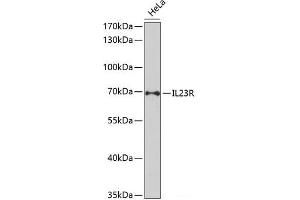 Western blot analysis of extracts of HeLa cells using IL23R Polyclonal Antibody at dilution of 1:1000. (IL23R Antikörper)