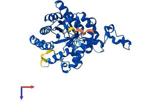 BHMT2 Protein (AA 1-363) (His tag)