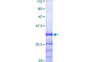 Caspase 1 Protein (CASP1) (AA 1-100) (GST tag)