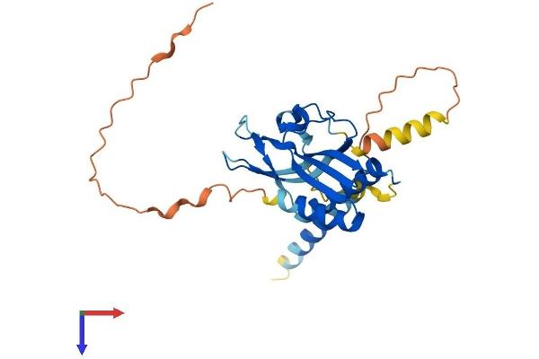 RTP1 Protein (AA 1-263) (His tag)