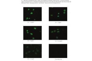 Image no. 1 for anti-Podoplanin (PDPN) antibody (ABIN1042655) (Podoplanin Antikörper)