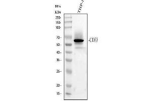 Western blot analysis of CD33 using anti-CD33 antibody (ABIN4886523). (CD33 Antikörper  (AA 18-259))