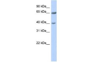 Western Blotting (WB) image for anti-Zinc Finger Protein 234 (ZNF234) antibody (ABIN2458172) (ZNF234 Antikörper)