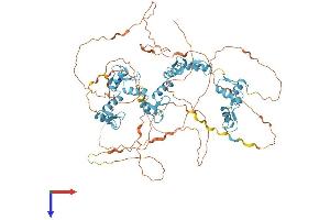 CTCF Protein (AA 1-736) (His tag)