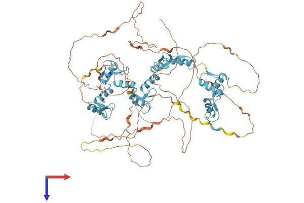 CTCF Protein (AA 1-736) (His tag)