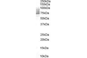 ABIN185530 staining (0. (PDE4D Antikörper  (C-Term))