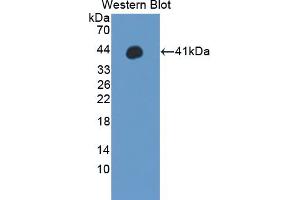 Western blot analysis of the recombinant protein. (WNT3A Antikörper  (AA 19-355))
