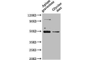 Western Blot Positive WB detected in: Apium graveolens leaf tissue, Glycine max leaf tissue All lanes: CRD1 antibody at 1:1000 Secondary Goat polyclonal to rabbit IgG at 1/50000 dilution Predicted band size: 48 kDa Observed band size: 48 kDa (CRD1 Antikörper  (AA 37-409))