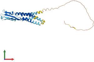 Protein Structure (PS) image for Synaptoporin (SYNPR) (AA 1-265) protein (His tag) (ABIN7558569)