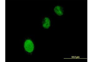 Immunofluorescence of purified MaxPab antibody to BRPF3 on HeLa cell. (BRPF3 Antikörper  (AA 1-1205))