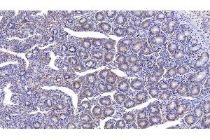 Detection of MPO in Bovine Small intestine Tissue using Monoclonal Antibody to Myeloperoxidase (MPO) (Myeloperoxidase Antikörper)
