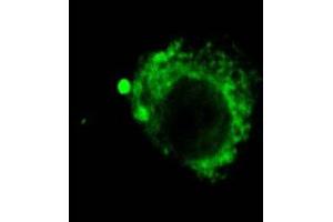 Immunocytochemistry/Immunofluorescence analysis using Rat Anti-LAMP2 Monoclonal Antibody, Clone GL2A7 . (LAMP2 Antikörper  (Atto 594))