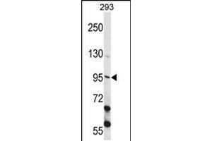 Western blot analysis in 293 cell line lysates (35ug/lane). (ECT2 Antikörper  (AA 597-625))