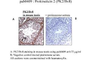 Image no. 1 for anti-Prokineticin 2 (PROK2) (C-Term) antibody (ABIN347481)