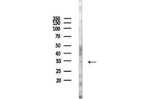 anti-SRY (Sex Determining Region Y)-Box 12 (SOX12) (Internal Region) antibody