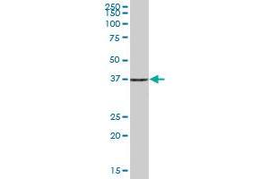 PHF7 MaxPab polyclonal antibody. (PHF7 Antikörper  (AA 1-381))