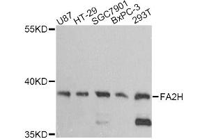 Western blot analysis of extracts of various cell lines, using FA2H antibody (ABIN6292084) at 1:3000 dilution. (FA2H Antikörper)