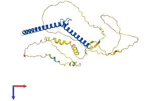LMYC Protein (AA 1-368) (His tag)