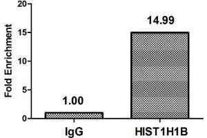 Chromatin Immunoprecipitation Hela (4*10 6 , treated with 100nM calyculin A for 60 min) were treated with Micrococcal Nuclease, sonicated, and immunoprecipitated with 5 μg anti-HIST1H1B (ABIN7139623) or a control normal rabbit IgG. (Histone H1.5 Antikörper  (pThr154))