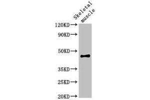 Western Blot Positive WB detected in: Rat skeletal muscle tissue All lanes: OLFML3 antibody at 2 μg/mL Secondary Goat polyclonal to rabbit IgG at 1/50000 dilution Predicted band size: 47, 44, 33 kDa Observed band size: 47 kDa (OLFML3 Antikörper  (AA 201-406))