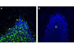 Expression of Neuroligin-3 in rat cerebellum. (Neuroligin 3 Antikörper  (Extracellular, N-Term))