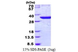 Image no. 1 for tRNA-Histidine Guanylyltransferase 1-Like (THG1L) protein (His tag) (ABIN1098361) (THG1L Protein (His tag))