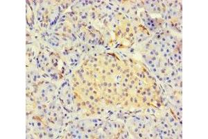 Immunohistochemistry of paraffin-embedded human pancreatic tissue using ABIN7158821 at dilution of 1:100 (LYG2 Antikörper  (AA 20-212))