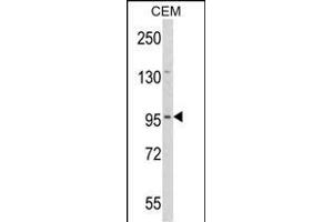 Western blot analysis of DZIP1 Antibody (Center) (ABIN652872 and ABIN2842565) in CEM cell line lysates (35 μg/lane). (DZIP1 Antikörper  (AA 568-596))