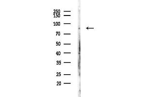 Western blot analysis of lysates from Mouse testis, using Phospho-LETM1 (Thr192) Antibody at 1/1000 dilution.
