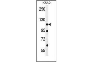 Western blot analysis of ECT2L Antibody (C-term) in K562 cell line lysates (35ug/lane). (ECT2L Antikörper  (C-Term))