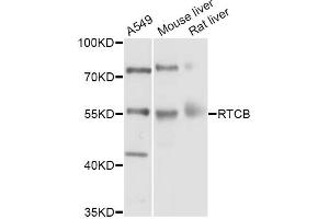 Western blot analysis of extracts of various cell lines, using RTCB Antibody (ABIN5998730) at 1/1000 dilution. (C22orf28 Antikörper)